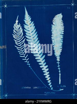 New Zealand Ferns Auckland, New Zealand Dobbie, H. B. 1880, botanica, opere pittoriche di botanica, felci nuova Zelanda, felci opere pittoriche neozelandesi, stampe naturali nuova Zelanda, nuova Zelanda, libri rari del XIX secolo, Auckland War Memorial Museum Tāmaki Paenga Hira, l'opera d'arte presenta tre dettagliati esemplari botanici di felci, esposti in modo prominente su uno sfondo blu profondo. Le felci sono etichettate con i loro nomi scientifici: *Lomaria lanceolata* e *L.. dura*. Ogni felce è disposta con delicatezza, mostrando gli intricati motivi e texture delle loro fronde. La composizione enfatizza la granulosità Foto Stock