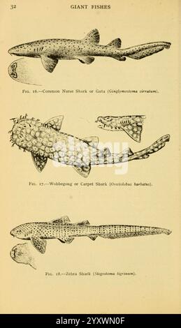 Libro di campo dei pesci giganti, New York, G. P. 1949, squalo, balene, Woods Hole, pesci, Orectolobus maculatus, Ginglymostoma cirratum, Stegostoma fasciatum, Orectolobus japonicus, l'illustrazione presenta tre specie distinte di grandi squali, ognuna etichettata per l'identificazione. In cima, lo squalo infermiere comune, scientificamente conosciuto come *Ginglymostoma cirratum*, è raffigurato con il suo muso arrotondato e un corpo robusto. Al di sotto di ciò, è mostrato il Wobbegong o Carpet Shark, *Orectolobus harrisii*, notevole per il suo corpo appiattito e gli intricati motivi che si fondono con l'ambiente circostante. Finalmente, la Zebra Foto Stock