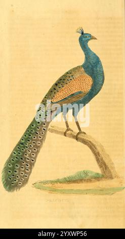 Una storia naturale di uccelli, pesci, rettili e insetti Philadelphia, Grigg & Elliot, 1845. storia naturale, zoologia, letteratura giovanile, Pavo cristatus, opere popolari, il peafowl indiano, Un maestoso pavone, è elegantemente arroccato su un ramo, che mostra il suo intricato piumaggio. Il corpo dell'uccello è adornato da vibranti sfumature di blu e marrone, mentre le lunghe e ornate piume della coda mostrano una straordinaria varietà di punti di vista iridescenti. Sopra la testa, una piccola cresta aggiunge al suo aspetto regale. Il pavone è circondato da una sottile rappresentazione del verde, enfatizzando il suo habitat naturale e valorizzando la sua Foto Stock