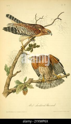 The Birds of America, New York, J.B. Chevalier, 1840-1844, Birds, nord America, John James Audubon, opere pittoriche, Buteo lineatus, due falchi con spalle rosse sono raffigurati arroccati graziosamente su un ramo d'albero. L'uccello superiore, con le sue piume dai motivi sorprendenti in tonalità di marrone rossastro, mostra una postura attenta mentre guarda in lontananza. Sotto di esso, un altro falco viene catturato in una posizione rilassata, mostrando il suo vivace piumaggio e i segni caratteristici. Foglie verdi rigogliose e rami delicati creano un ambiente naturale per questi maestosi rapaci, sottolineando il loro legame con l'ambiente Foto Stock