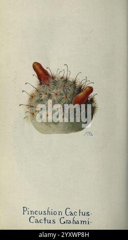 Libro di fiori selvatici occidentali, Londra, C. P. Putnam's Sons, 1915, Westus, wildflowers, graham snipple cactus, mammillaria grahamii, pianta, pianta, botanica, cactus, nord america mammillaria, caryophyllales, eudicot, pianta da fiore, mammillaria grahamii, colonna vertebrale, areolo, frutta, tassonomia: family= cactaceae, graham snipple cactus, grahams pincushion cactus, geo: Continent= Nord america, Stati Uniti, Messico, Arizona, California, nuovo Messico, Texas, Chihuahua, Sonora, Margaret Armstrong, è raffigurato un cactus tondo e spinoso noto come Cactus Pincushion (Cactus grahamii), caratterizzato da un densamente pac Foto Stock