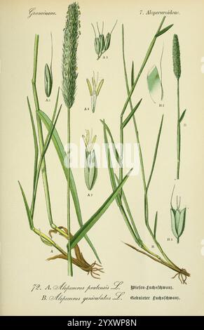 Flora von Deutschland, Österreich und der Schweiz Gera, Zezschwitz, 1903 piante, Germania, Austria, Svizzera, floras, Alopecurus pratensis, Alopecurus geniculatus, l'illustrazione presenta varie rappresentazioni di due specie di erba all'interno della famiglia delle Poaceae. La sezione di sinistra include disegni dettagliati etichettati A1 e A2, che mostrano le caratteristiche di *Alopecurus pratensis*, comunemente noto come coda di volpe del prato. L'erba è raffigurata con foglie allungate e infiorescenze che sono caratteristiche della sua struttura fiorita. A destra, etichettati B1 e B2, il disegno presenta *Alopecurus geni Foto Stock