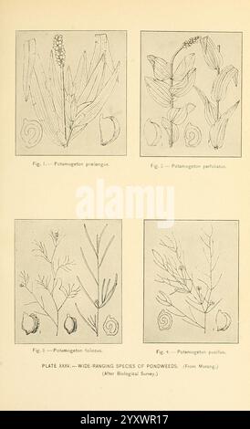 Una storia di uccelli selvatici, uccelli selvatici e uccelli da riva del Massachusetts e degli stati adiacenti, Boston, Wright Potter Printing Company, State Printers, 1916. Birds, Massachusetts, New England, conservazione, selvaggina e uccelli selvatici, l'illustrazione mostra quattro figure distinte che mostrano varie specie del genere Potamogeton, comunemente note come pondweeds. Ogni figura è etichettata e presenta una rappresentazione dettagliata delle singole piante Foto Stock