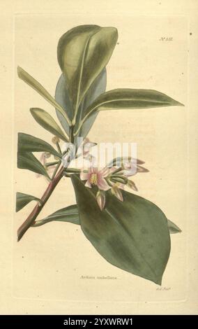 The Botanical Cabinet London, John & Arthur Arch 1817-1833, l'illustrazione mostra uno studio botanico di una pianta in fiore. Presenta foglie lucide e allungate con una ricca tonalità verde, che si arroccano delicatamente lontano dallo stelo. Delicati gruppi di piccoli fiori pallidi emergono dal ramo, ognuno dei quali presenta morbidi petali bianchi rosa e sfumature gialle al centro. La composizione cattura gli intricati dettagli della struttura della pianta, evidenziando sia la vivacità delle foglie che la sottile bellezza dei fiori, suggerendo una specie che fiorisce in un ambiente naturale. Foto Stock