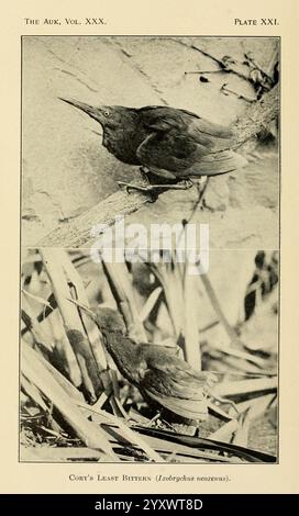 Il, Auk, Washington, D. C, American, Ornithologists', Union, 1884, uccelli, periodici, l'illustrazione mostra due raffigurazioni di Cory's Minimum Bittern, una piccola e sfuggente specie di airone. La sezione superiore mostra l'uccello arroccato tra i rami, rivelando il suo caratteristico corpo allungato e il becco appuntito, che è ben indicato per la sua dieta insettivora. La sezione inferiore cattura l'amaro in una posizione più nascosta tra le canne alte, dimostrando le sue abilità mimetiche. Questo posizionamento mette in evidenza il suo habitat naturale e il suo comportamento di caccia, mostrando l'esperto dell'uccello ada Foto Stock