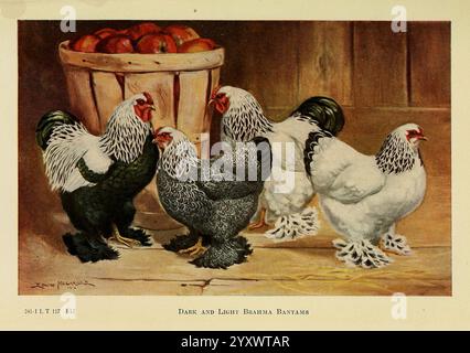 The book of Poultry, New York, The Macmillan Company, 1921, Poultry, Gallus gallus, UMass Amherst Libraries, Un'affascinante scena con un gruppo di polli in vari colori e motivi, che mostrano la loro diversa sfumatura. Tra questi, alcuni hanno un sorprendente piumaggio bianco e nero, mentre altri sono prevalentemente bianchi. Sullo sfondo, un secchio di legno rustico riempito di mele aggiunge un elemento di vita agricola, creando un'atmosfera calda e invitante. Questo raduno di polli illustra la bellezza e la diversità del pollame, sottolineandone il ruolo in contesti rurali. Foto Stock