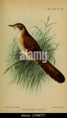 Ibis, Londra, pubblicato, British Ornithologists' Union, Academic Press, uccelli, ornitologia, periodici, Una rappresentazione splendidamente illustrata di un uccello, identificato come Eremiornis carteri. Questo soggetto aviario è arroccato in mezzo a un'erba lussureggiante, che mostra le sue caratteristiche distintive, tra cui un piumaggio marrone con un sottoscocca più leggero. I dettagli intricati delle sue piume, Uniti all'erba delicata ma vibrante, creano una rappresentazione armoniosa di questa specie. L'uso dell'ombreggiatura da parte dell'artista evidenzia la forma e la consistenza dell'uccello, mentre un'iscrizione in fondo fornisce la sua classificazione scientifica Foto Stock