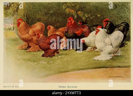 The book of Poultry, New York, The Macmillan Company, 1921, Poultry, Gallus gallus, UMass Amherst Libraries, Una raccolta di diverse razze di polli, che mostrano il loro piumaggio vivace e le varie dimensioni. La scena presenta un mix di colori, tra cui rossi profondi, marrone scuro, neri sorprendenti e bianchi puri. Questi polli sono raffigurati in un ambiente lussureggiante, simile a un giardino, con fogliame verde sullo sfondo. Le loro posture espressive e il modo in cui sono disposte suggeriscono un senso di comunità tra questi uccelli, evidenziandone le caratteristiche distintive e la bellezza di ogni razza. Foto Stock