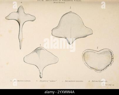 Un libro di balene Londra, J. Murray, 1900, balene, Woods Hole, megattere, balena azzurra, balena destra dell'Atlantico settentrionale, Eubalaena glacialis, Balaenoptera acutorostrata, Balaenoptera musculus, balenottera comune, Megaptera novaeangliae, questa illustrazione mostra una selezione di vertebre di balena, mostrando varie forme e strutture. L'accordo include Foto Stock