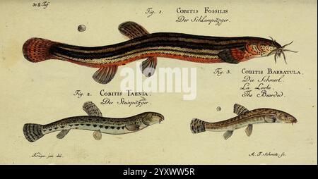 D. Marcus Elieser Bloch's, ausübenden Arztes zu Berlin. Atlante. Berlino, Auf Kosten des Verfassers, und in Commission in der Buchhandlung der Realschule,1783-1785, Fishes, Germany, Ichthyology, Pictorial Works, Cobitistaenia, Cobitisfossilis, Cobitisbarbatula, l'illustrazione raffigura tre diverse specie di pesci del genere Cobitis, mostrando le loro caratteristiche uniche e i dettagli anatomici. Foto Stock