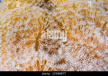 Polipi per nutrizione estesa, pelle di fungo corallo Sarcophyton sp, Port Ghalib situato a Marsa Alam lungo la costa meridionale dei coralli del Mar Rosso d'Egitto, sof Foto Stock