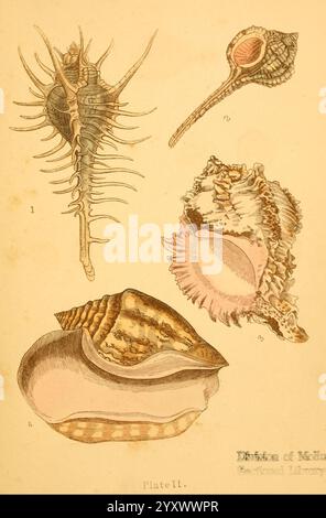 Bellissime conchiglie London Groombridge e Sons 1856 Shells Mollusks, l'illustrazione mostra una varietà di conchiglie marine, ciascuna raffigurante forme e texture uniche. In alto a sinistra, un guscio appuntito mostra spine allungate, enfatizzando il suo design intricato. Adiacente ad esso, una sottile conchiglia allungata presenta un'apertura pronunciata, che suggerisce una forma distinta. La parte inferiore sinistra presenta un guscio liscio e arrotondato, caratterizzato dalla sua superficie lucida, mentre la parte inferiore destra presenta un guscio più complesso con strati e motivi che evocano la bellezza naturale dell'oceano. Ogni guscio riflette la diversità Foto Stock