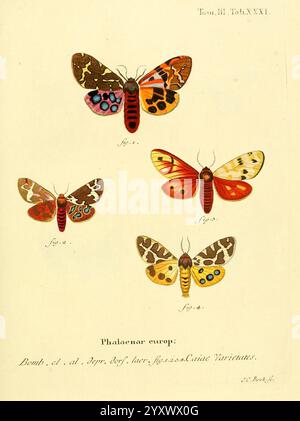 Die Schmetterlinge in Abbildungen nach der Natur, Lipsia, T.O. Weigel, 1829-1839, Europa, farfalle, lepidotteri, opere pittoriche, questa illustrazione presenta quattro specie distinte di falene, ognuna delle quali mostra motivi unici e vivaci sulle ali. La falena in alto a sinistra mostra una combinazione di nero e rosso vivace e rosa, adornata da disegni circolari e lineari. La falena in alto a destra presenta un intricato arazzo di tonalità calde, con una ricca miscela di arancio e marrone intenso, accentuato da marcature blu. La falena in basso a sinistra è caratterizzata dalle delicate tonalità della terra, con un'etichetta sc Foto Stock