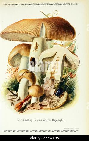 Pilze der Heimat Leipzig, quelle und Meyer, 1913, Agaricaceae, funghi, Germania, micologia, funghi, Emil Doerstling, brittlegill puzzolente, Russula foetens, questa illustrazione presenta diverse varietà di funghi, che mostrano in modo prominente lo stint-Taubling, o Russula foetens, che è raffigurato con un caratteristico cappello e branchie. Sono evidenziate varie consistenze dei cappucci e dei gambi a fungo, che ne rivelano forme e colori unici. Intorno ai funghi, all'erba verde rigogliosa, alle foglie cadute e ai pezzi di terra, si accentuano un ambiente naturale. Inoltre, uno scarabeo strizza tra il fogliame Foto Stock