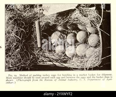 Turkey Raising New York Orange Judd Publishing Company ecc. 1922 tacchini, Una collezione di uova di tacchino racchiusa in un cestino di mercato, circondata da materiali da lettiere come paglia o excelsior per la protezione durante la spedizione. Le uova sono disposte con cura, mostrando le loro superfici lisce e le varie sfumature. Un utensile in legno poggia accanto al cestello, potenzialmente utilizzato per l'imballaggio o la manipolazione. La scena evidenzia la meticolosa cura prestata nella preparazione dei prodotti avicoli per il trasporto, sottolineando l'importanza di mantenere l'integrità delle uova durante la spedizione. Foto Stock