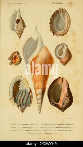 Dictionnaire universel d'histoire naturelle, v. 3 1849 Atlas Zoologie-Botanique Parigi, 1847-1849 Dictionaries di storia naturale , questa illustrazione presenta una serie di molluschi splendidamente dettagliati, ognuno evidenziato con caratteristiche distintive e forme diverse. L'esposizione include diverse specie di conchiglie, che mostrano le loro forme, texture e motivi unici. Ogni campione è numerato ed etichettato, fornendo nomi scientifici e descrizioni che ne evidenziano le caratteristiche. L'illustrazione funge da riferimento educativo, illustrando la diversità e la complessità che si trovano all'interno del mollusco Foto Stock