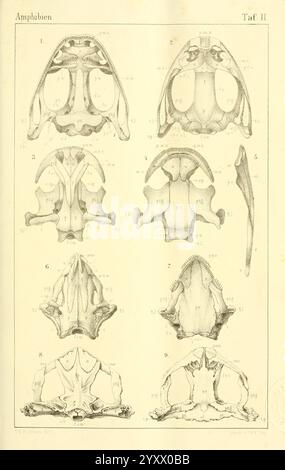 Die Klassen und Ordnungen des Thier-Reichs, Lipsia, C.F. Winter, 1859-1901, Woodshole, questa illustrazione mostra una serie dettagliata di disegni anatomici incentrati sui crani di varie specie anfibie. La disposizione include più viste, mostrando gli aspetti dorsale e ventrale delle strutture del cranio. Ogni campione è etichettato con annotazioni numeriche per identificare caratteristiche specifiche, quali suture, tipi di osso e punti di riferimento anatomici. Le etichette forniscono chiarezza per lo studio e il confronto tra le diverse specie, evidenziando la diversità e la complessità dell'anatomia anfibia. T Foto Stock