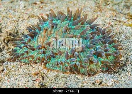 Fungia somervillei, Mabini Anilao Batangas Isola di Luzon Filippine, funghi coralli Foto Stock