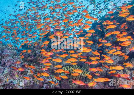 Hurghada, sulla costa corallina del Mar Rosso settentrionale dell'Egitto, fata Jewel Pseudoanthias squamipinnis Foto Stock