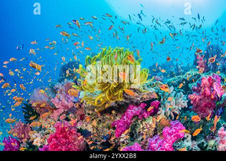 Cresta corallina con crinoide Oxycomanthus e albero divaricato corallo Dendronephthya circondato da scuola di scalefin anthias Pseudoanthias squamipi Foto Stock