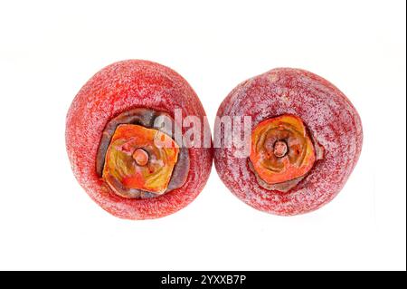 Persimmon essiccato su sfondo bianco Foto Stock