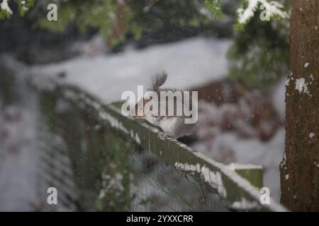 Immagine del file: Immagine che raffigura un pupazzo di neve nel Marlay Park di Dublino, Irlanda, durante le vacanze natalizie nel dicembre 2010 durante un periodo di neve pesante. Foto Stock