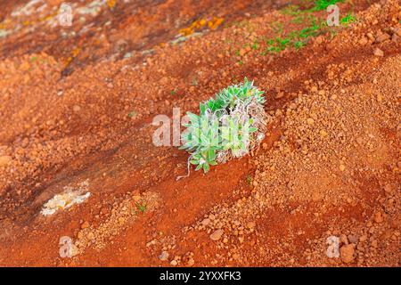 Piccola pianta verde succulenta che cresce in una zona di terreno bruno. Terra secca e rocciosa con alcune macchie di erba verde sullo sfondo. Resilienza dell'impianto Foto Stock