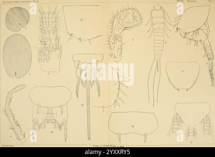 Die fauna Südwest-Australiens. Ergebnisse der Hamburger Südwest-australischen Forschungsreise 1905. BD 2, Lfg. 04.1908. Tafel 01 (20726325190). Foto Stock