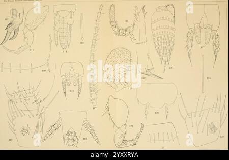 Die fauna Südwest-Australiens. Ergebnisse der Hamburger Südwest-australischen Forschungsreise 1905. BD 2, Lfg. 04.1908. Tafel 08 (20726415928). Foto Stock