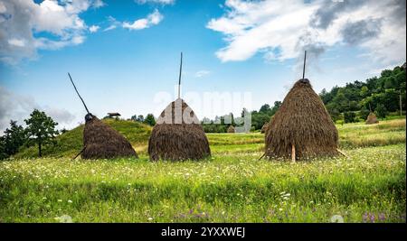 Fieno rumeno nel paesaggio dei campi estivi Foto Stock