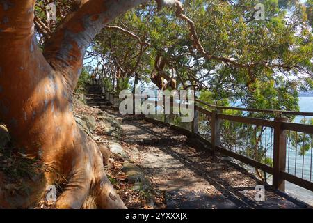 Il sentiero per passeggiate di Bradleys Head segue la costa del porto di Sydney, nel nuovo Galles del Sud, Australia. No MR o PR Foto Stock