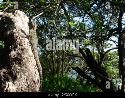 Drago d'acqua orientale (Intellagama lesueurii) sull'albero, pista per passeggiate Bradleys Head, Sydney Harbour, NSW, Australia. Foto Stock