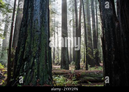 La lussureggiante e verdeggiante foresta di sequoie del parco statale Humboldt Redwoods, nel nord della California, dove si può trovare una vecchia foresta primaria. Foto Stock