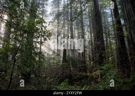 La lussureggiante e verdeggiante foresta di sequoie del parco statale Humboldt Redwoods, nel nord della California, dove si può trovare una vecchia foresta primaria. Foto Stock