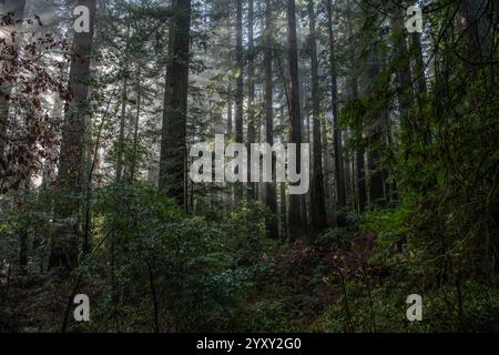 La lussureggiante e verdeggiante foresta di sequoie del parco statale Humboldt Redwoods, nel nord della California, dove si può trovare una vecchia foresta primaria. Foto Stock