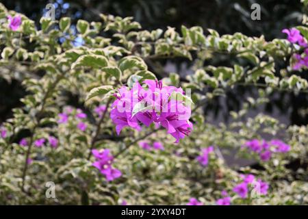 Vista dei fiori di carta viola e dei piccoli fiori bianchi che fioriscono sul ramoscello di un variegato albero di bouganville nel giardino. Foto Stock