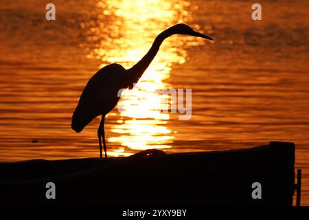 Ajmer, India. 17 dicembre 2024. Una grande egretta bianca si trova su una barca presso il lago di Ajmer, in India, il 17 dicembre 2024. Foto di ABACAPRESS. COM credito: Abaca Press/Alamy Live News Foto Stock