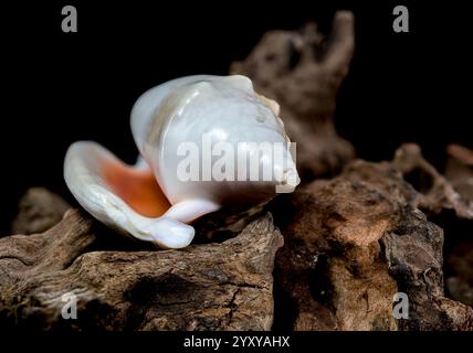 Un'impressionante Strombus Gigas con un bellissimo motivo maculato si appoggia su un pezzo di legno d'acqua intemprato. Questa composizione naturale mette in mostra l'intricato d Foto Stock