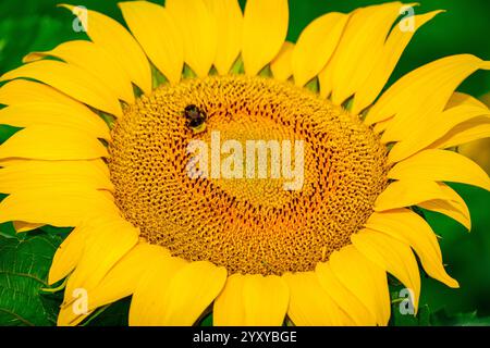 Vibrante girasole giallo in piena fioritura con un'ape affollata che raccoglie polline e sborra al sole Foto Stock