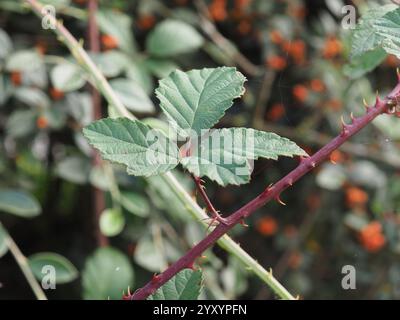 Pianta di mora selvatica nome scientifico Rubus ulmifolius Foto Stock