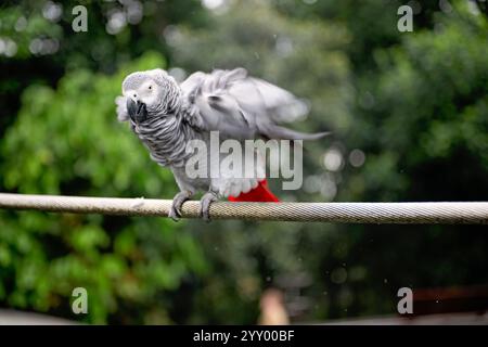 Uccello pappagallo grigio del Congo, che si prepara e scuote fuori dall'acqua, il paradiso degli uccelli di Mandai, la fauna selvatica delle piume aviarie, le vacanze turistiche Foto Stock