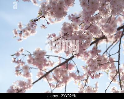 Fioritura di ciliegio, sakura alberi Foto Stock
