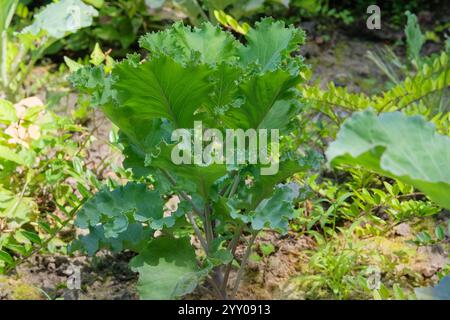 Le piantine di cavolo sono piantate nel giardino del villaggio. Cavolo decorativo in crescita nel giardino della fattoria. Giardinaggio. Giornata di sole. Foto Stock