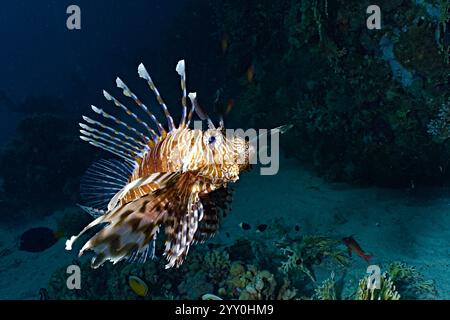 Pterois volitans - pesce leone comune Foto Stock