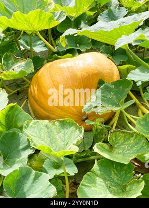 Zucca grande e matura Foto Stock