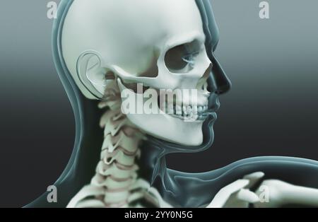 Scheletro umano. Radiografia dell'anatomia scheletrica umana. rendering 3d. Foto Stock