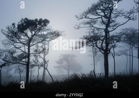 la pineta thailandese con la nebbia in serata prima del tramonto dopo una forte pioggia Foto Stock