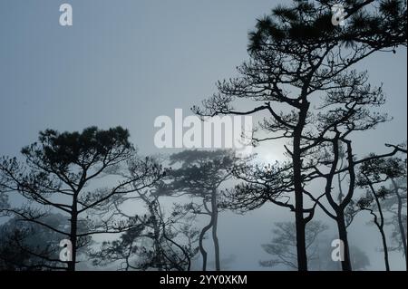 la pineta thailandese con la nebbia in serata prima del tramonto dopo una forte pioggia Foto Stock