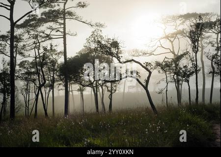 la pineta thailandese con la nebbia in serata prima del tramonto dopo una forte pioggia Foto Stock