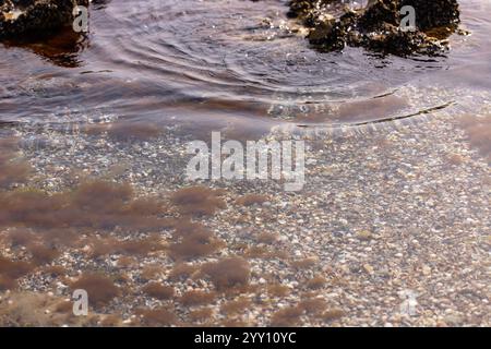 Alghe marroni nel Mar Caspio vicino alla riva. Foto Stock